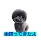 オレオ自称トイプードルのスタンプです。2（個別スタンプ：14）