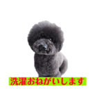 オレオ自称トイプードルのスタンプです。2（個別スタンプ：15）