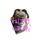 しふぉ！（個別スタンプ：3）