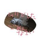 しふぉ！（個別スタンプ：6）