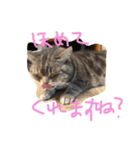 しふぉ！（個別スタンプ：10）