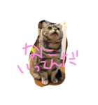 しふぉ！（個別スタンプ：13）
