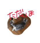 しふぉ！（個別スタンプ：14）