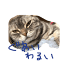 しふぉ！（個別スタンプ：15）