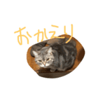 しふぉ！（個別スタンプ：16）