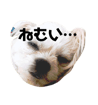 ミミちゃんの日常スタンプ（個別スタンプ：3）
