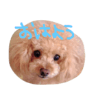 フェアリーと飼い主（個別スタンプ：2）