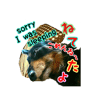ダックスフンドがあなたの言葉を表現します（個別スタンプ：8）