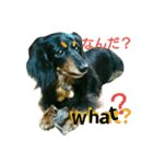 ダックスフンドがあなたの言葉を表現します（個別スタンプ：27）