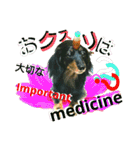 ダックスフンドがあなたの言葉を表現します（個別スタンプ：36）