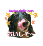 ダックスフンドがあなたの言葉を表現します（個別スタンプ：38）