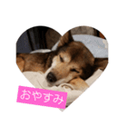 rinchan p1（個別スタンプ：6）