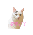 ぶらんぷ（個別スタンプ：1）