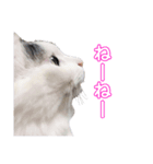 ぶらんぷ（個別スタンプ：5）