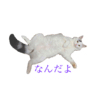 ぶらんぷ（個別スタンプ：7）