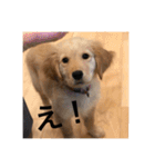 ゴールデンレトリバー【子犬編2】（個別スタンプ：1）