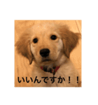ゴールデンレトリバー【子犬編2】（個別スタンプ：2）