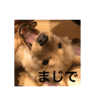 ゴールデンレトリバー【子犬編2】（個別スタンプ：3）
