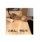 ゴールデンレトリバー【子犬編2】（個別スタンプ：4）