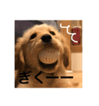 ゴールデンレトリバー【子犬編2】（個別スタンプ：5）
