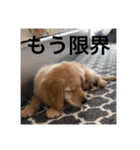 ゴールデンレトリバー【子犬編2】（個別スタンプ：6）