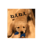 ゴールデンレトリバー【子犬編2】（個別スタンプ：7）