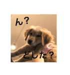 ゴールデンレトリバー【子犬編2】（個別スタンプ：8）