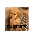 ゴールデンレトリバー【子犬編2】（個別スタンプ：9）