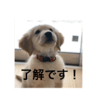 ゴールデンレトリバー【子犬編2】（個別スタンプ：10）