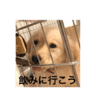 ゴールデンレトリバー【子犬編2】（個別スタンプ：11）