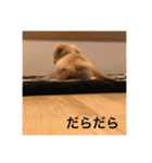 ゴールデンレトリバー【子犬編2】（個別スタンプ：12）