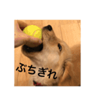 ゴールデンレトリバー【子犬編2】（個別スタンプ：13）
