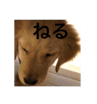 ゴールデンレトリバー【子犬編2】（個別スタンプ：14）
