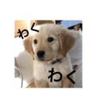 ゴールデンレトリバー【子犬編2】（個別スタンプ：15）