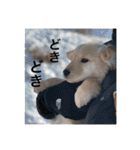 ゴールデンレトリバー【子犬編2】（個別スタンプ：16）