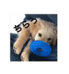 ゴールデンレトリバー【子犬編2】（個別スタンプ：17）