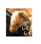 ゴールデンレトリバー【子犬編2】（個別スタンプ：18）