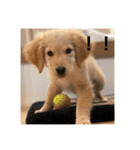 ゴールデンレトリバー【子犬編2】（個別スタンプ：19）