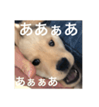 ゴールデンレトリバー【子犬編2】（個別スタンプ：20）
