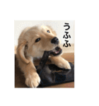 ゴールデンレトリバー【子犬編2】（個別スタンプ：21）