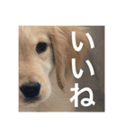 ゴールデンレトリバー【子犬編2】（個別スタンプ：22）