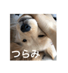 ゴールデンレトリバー【子犬編2】（個別スタンプ：23）