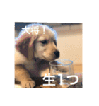 ゴールデンレトリバー【子犬編2】（個別スタンプ：24）
