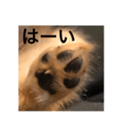 ゴールデンレトリバー【子犬編2】（個別スタンプ：25）