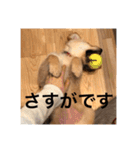 ゴールデンレトリバー【子犬編2】（個別スタンプ：26）