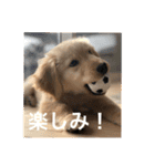 ゴールデンレトリバー【子犬編2】（個別スタンプ：27）