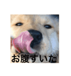 ゴールデンレトリバー【子犬編2】（個別スタンプ：28）