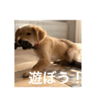 ゴールデンレトリバー【子犬編2】（個別スタンプ：30）