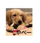 ゴールデンレトリバー【子犬編2】（個別スタンプ：31）