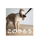 ゴールデンレトリバー【子犬編2】（個別スタンプ：32）